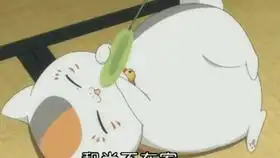 喵咪三三酒猫三三