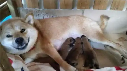 柴犬生下了小狗,露出灿烂的笑容,汪铲屎的,我有孩子啦