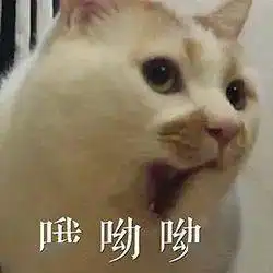 历史回顾网红猫咪楼楼表情包第七弹