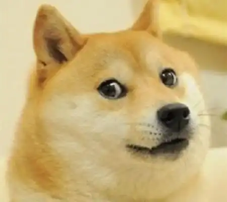 十只网红狗狗是那些然而柴犬北登去世了