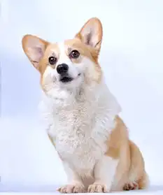 柯基犬过秋冬主人备足课