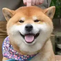柴犬忧伤表情包微信头像图片大全