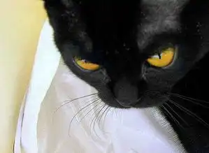 谁知道这只猫叫什么顺便求这猫的表情包