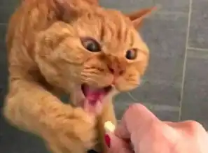橘猫看到零食就激动,每个神情都的英文表情包别急没人跟你抢