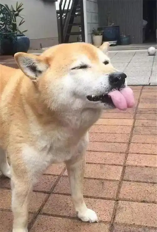 柴犬看铲屎官吃蛋糕,一口吃掉蛋糕,还吐舌头一脸不屑,感觉欠揍