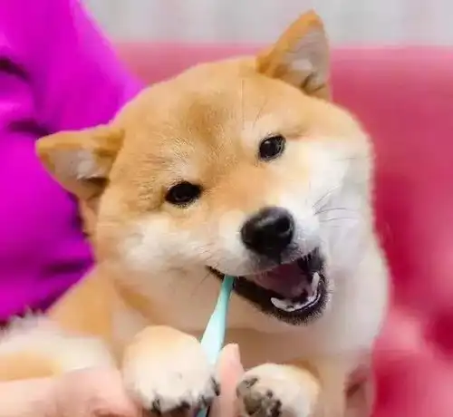 日本地震后人们悲痛,把柴犬照片放网上后,竟有改善心情效果