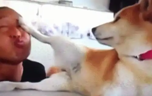 养了一只全宇宙最高冷的狗狗,柴犬亲朕想都不要想