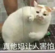 这只猫叫什么名字啊好想很火绰号也行想搜集一些这只猫的表情包