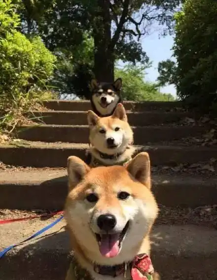 三只柴犬在楼梯拍照,这画面感太美了