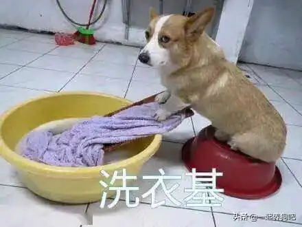 柯基让人爱上的6大理由,你心动了吗