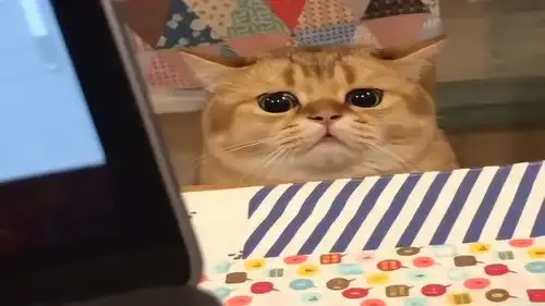 猫咪陪主人熬夜加班,一脸认真,小表情萌翻了