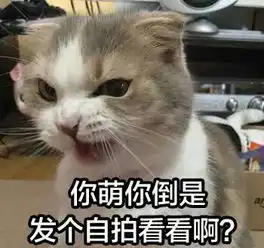 萌宠图片表情包无水印版