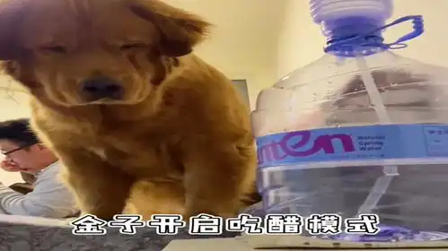 解锁金毛的新表情,严肃且愤怒