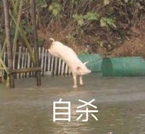 搞笑gif你看,你家狗竟然藐视我,还跟我翻白眼我忍无可忍啦