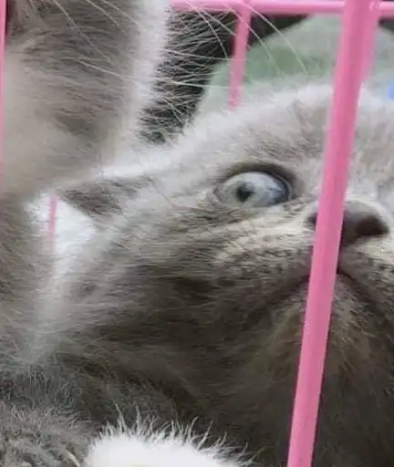 一群小奶猫关在笼子里,其中一只好凶萌,旁边的小灰猫表情亮了