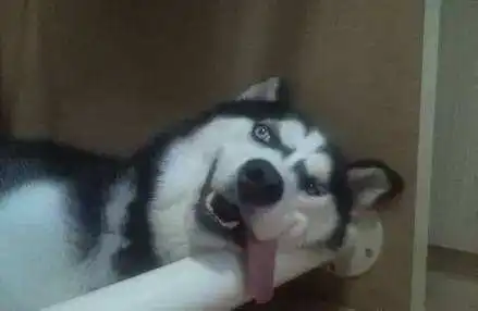 家里如果有一只很蠢的宠物是怎样的体验