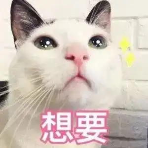 表情包小萌猫