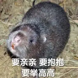新的竹鼠表情包出炉啦,要亲亲要抱抱要举高高