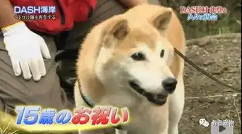 我的柴犬真的走了,再也回不来了