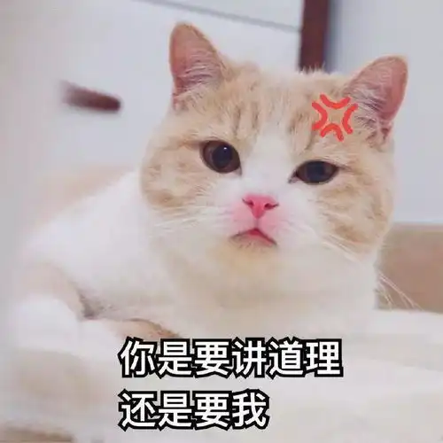 猫咪表达不满的表现有哪些