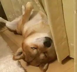 一只长相呆萌笑容温暖的柴犬,一睡觉就画风突变