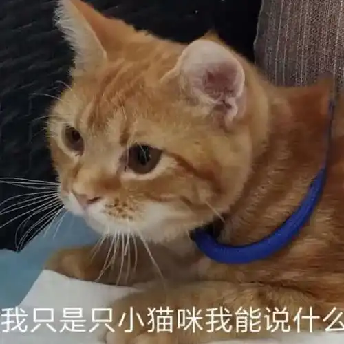 表情包是我不配,打扰了