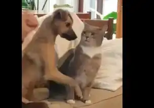 狗狗学主人抚摸猫咪,猫的表情亮了同是宠物,你凭什么撸我