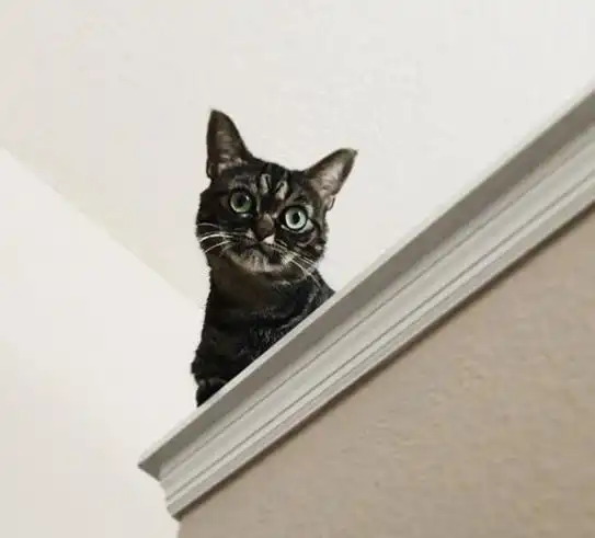 世界上脸最臭的猫,坐拥数十万粉丝,随便一张照片都是表情包