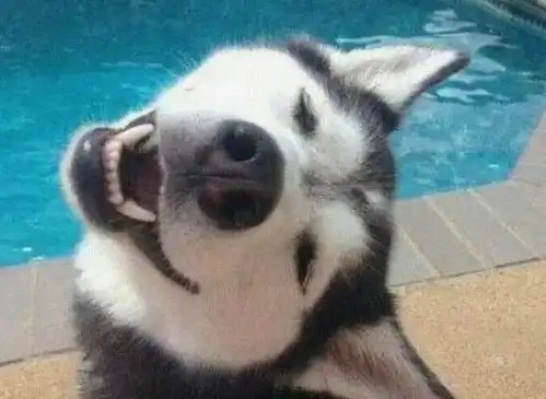 全球最可爱的五种狗,嘻嘻哈哈的柴犬第三,第一绝对没人反驳