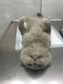 蓝猫做完绝育后依然乱叫,第二天看到猫的表情后完了,摊上事了