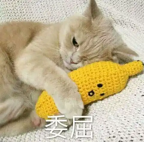 猫猫被送去绝育回来后主人表示看到它的眼神就让人后背发凉