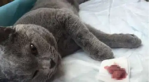 蓝猫做完绝育手术后,回来变成这个死样子,主人一看心里直发毛