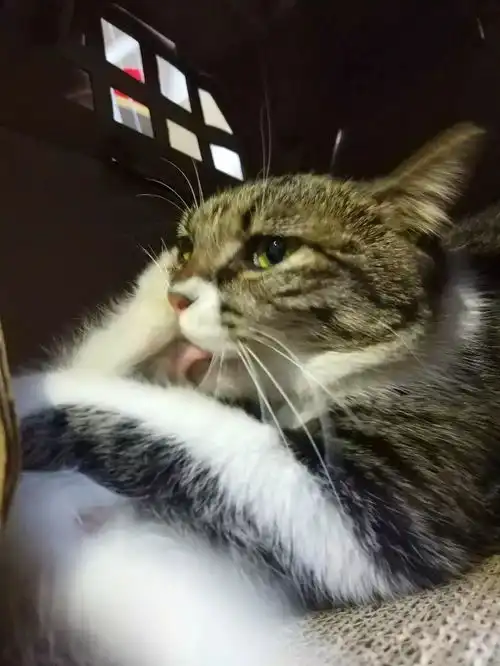 您预订的奶猫汤圆儿小可爱到啦请查收萌拍三连杀