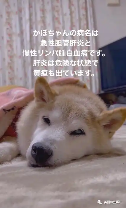 柴犬doge表情包的原型狗狗病危上月刚满17岁,全球网友都在祈祷