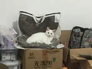 家里有头猫是什么体验