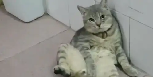 猫做完绝育后消失不见,主人最后在卫生间找到,却看到了这一画面