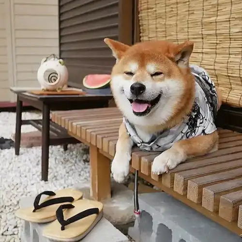 日本一柴犬因笑容治愈走红网络