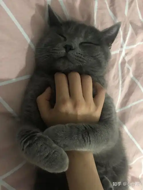 英短蓝猫绝育会对发腮有什么影响吗