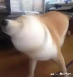 饭圈粉丝利用rng和edg入侵电竞圈这么脏的输出连喷子都自惭形秽