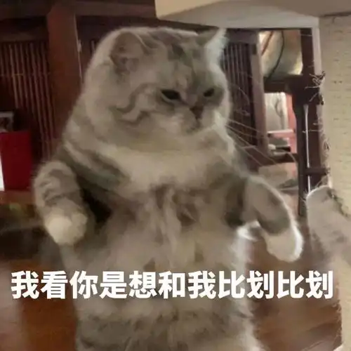 猫猫表情包第十七弹