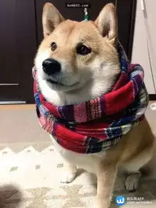 微头条狗界的苦情王子,不是什么狗都能演的