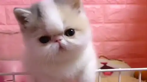 超可爱的小奶猫,这表情是受委屈了吗