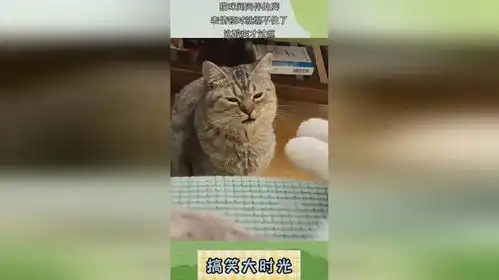 猫咪闻同伴的脚,表情顿时就绷不住了,这酸爽才过瘾