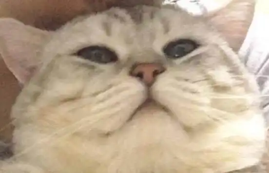 网友收养了一只小萌猫,一年后,猫还是那个猫,可这长的就