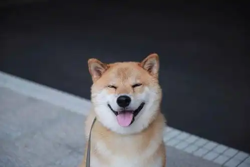 币圈最草根网红,狗狗币圈钱术,六字收割秘法揭秘