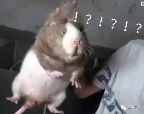 你好像中暑了来自华农兄弟的满满恶意...
