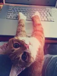 可爱小萌猫杂志