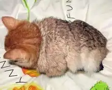 网友家里养了两只猫,它们每天都会用高傲的眼神看着主人