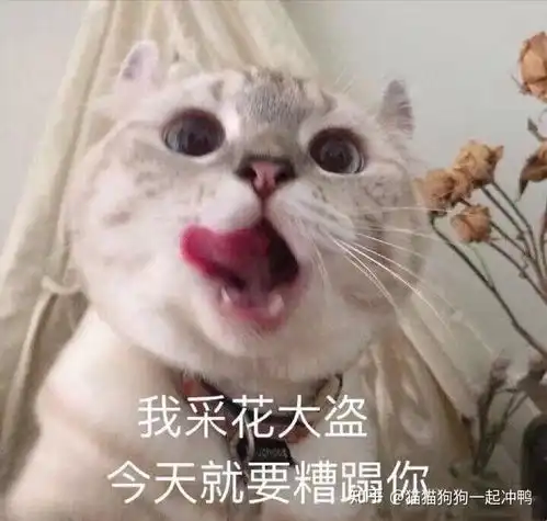 你有哪些可爱的猫猫照片