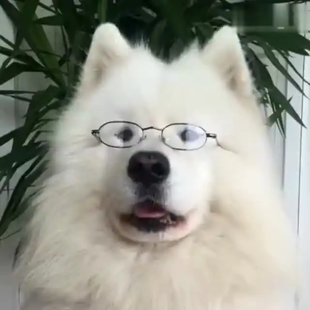 这哪里是微笑天使萨摩耶明明是严肃的表情